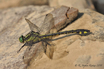 Gomphurus lineatifrons, female